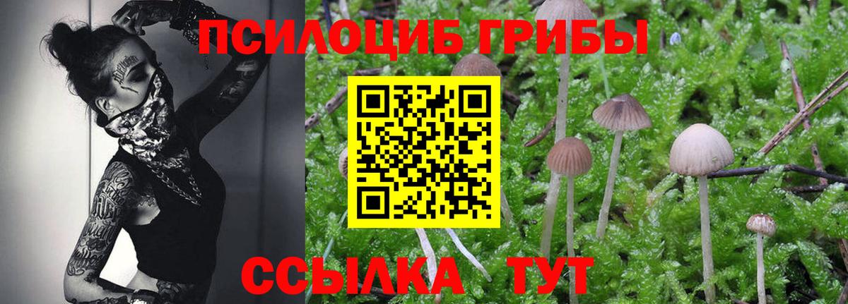 Псилоцибиновые грибы Psilocybine cubensis Беслан